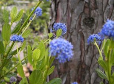 Ceanothus impressus 'Victoria' -Säckelblume-