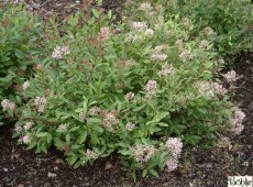 Ceanothus x pallidus 'Marie Simon' -Säckelblume-