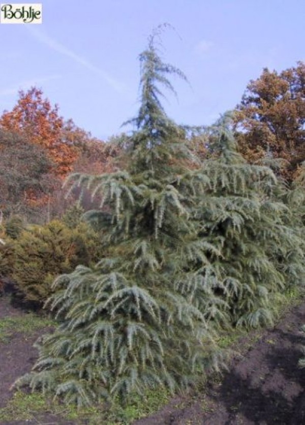 Cedrus deodara -Himalayazeder-