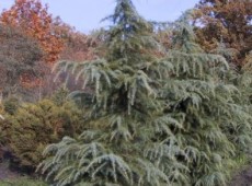 Cedrus deodara -Himalayazeder-