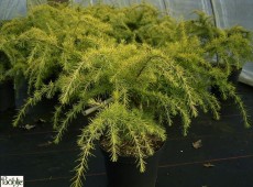 Cedrus deodara 'Golden Horizon' -Zwerg Himalayazeder-