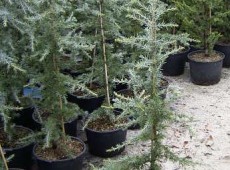 Cedrus deodara 'Karl Fuchs' -Himalayazeder-