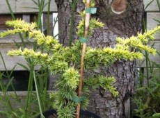 Cedrus libani 'Atlantica Aurea' -gelbnadelige Atlaszeder-