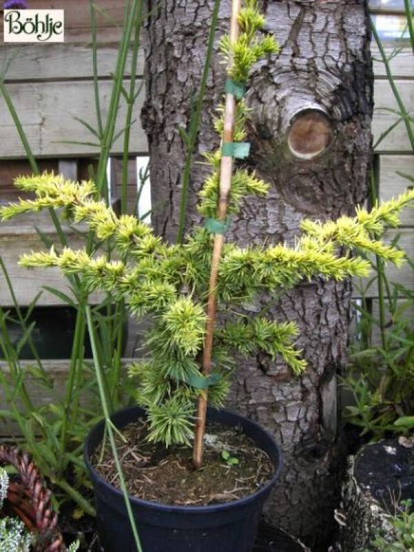 Cedrus libani 'Atlantica Aurea' -gelbnadelige Atlaszeder-