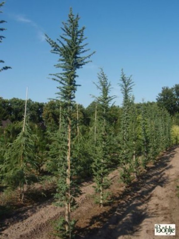 Cedrus libani 'Fastigiata' -Säulenatlaszeder-