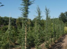 Cedrus libani 'Fastigiata' -Säulenatlaszeder-