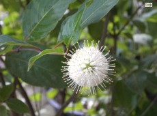 Cephalanthus occidentalis -Knopfblume-