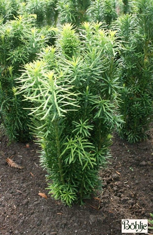 Cephalotaxus harringtonia 'Fastigiata' -Säulenkopfeibe-