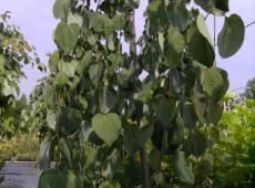 Cercidiphyllum japonicum 'Pendulum' -Kuchenbaum-