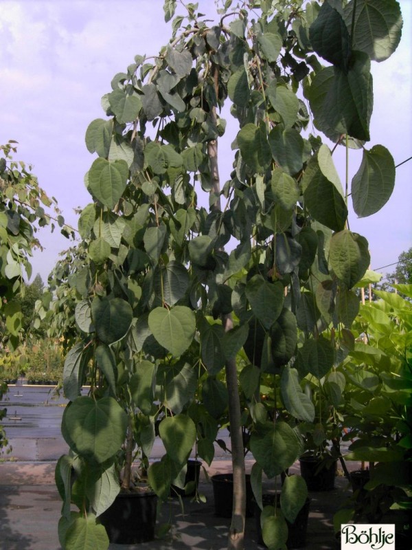 Cercidiphyllum japonicum 'Pendulum' -Kuchenbaum-