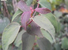 Cercidiphyllum japonicum 'Rotfuchs'