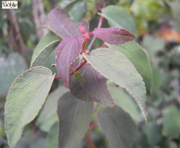 Cercidiphyllum japonicum 'Rotfuchs'