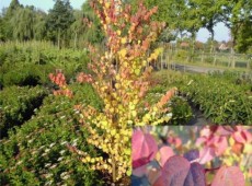 Cercidiphyllum japonicum -Kuchenbaum-