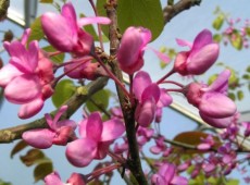 Cercis siliquastrum -Judasbaum-