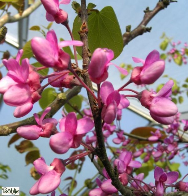 Cercis siliquastrum -Judasbaum-