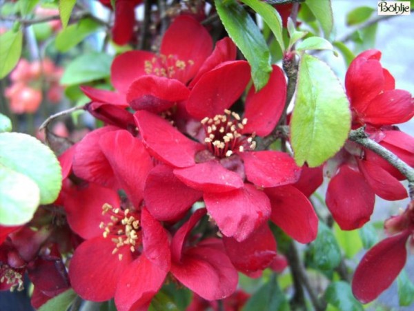 Chaenomeles superba 'Crimson and Gold' -japanische Quitte-