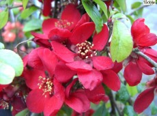 Chaenomeles superba 'Crimson and Gold' -japanische Quitte-