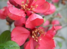 Chaenomeles speciosa 'Friesdorfer Typ' -japanische Quitte-