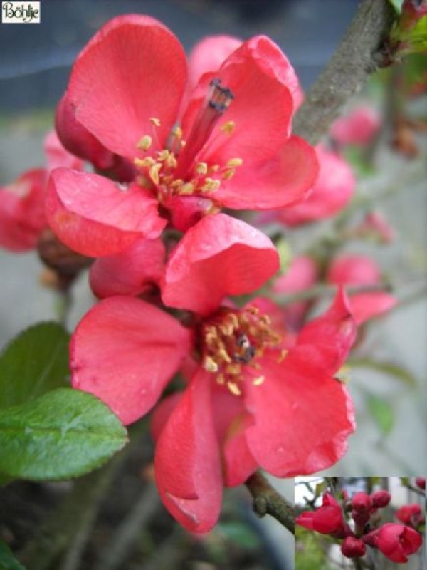 Chaenomeles speciosa 'Friesdorfer Typ' -japanische Quitte-