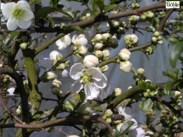 Chaenomeles superba 'Jet Trail' -japanische Quitte-