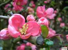 Chaenomeles superba 'Pink Lady' -japanische Quitte-