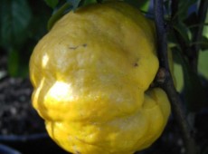 Chaenomeles japonca 'Cido' -S- -nordische Zitrone-