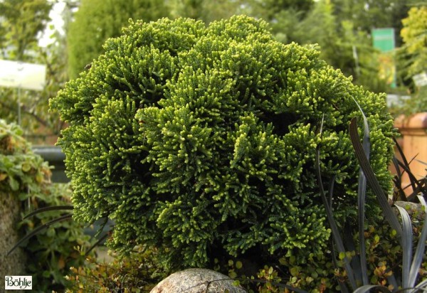 Chamaecyparis lawsoniana 'Brègeon'