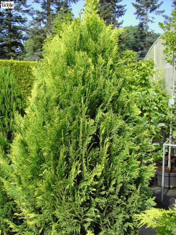 Chamaecyparis lawsoniana 'Ivonne' -Scheinzypresse-