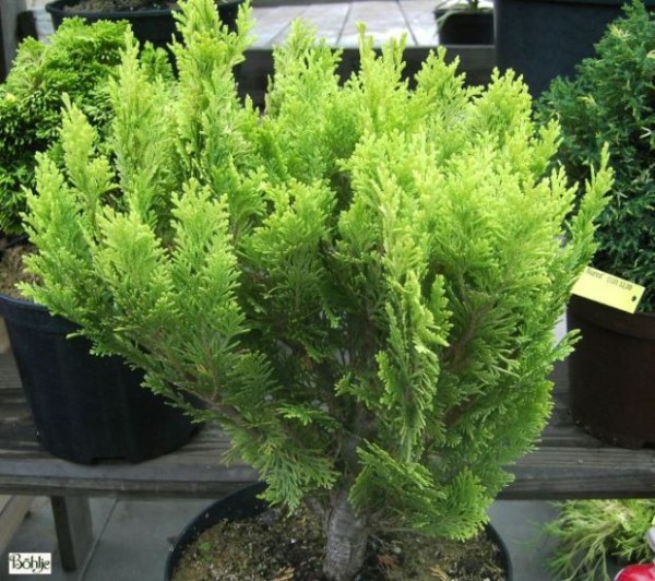 Chamaecyparis lawsoniana 'Minima Aurea' 