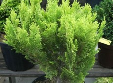 Chamaecyparis lawsoniana 'Minima Aurea' 