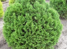 Chamaecyparis lawsoniana 'Minima Glauca' -blaue Kissenzypresse-