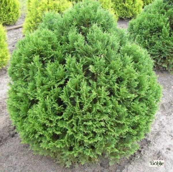 Chamaecyparis lawsoniana 'Minima Glauca' -blaue Kissenzypresse-