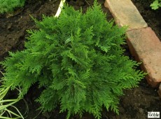 Chamaecyparis lawsoniana 'Nidiformis' -Scheinzypresse-