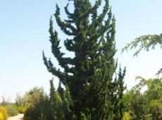 Chamaecyparis lawsoniana 'Wissel's Saguaro' 