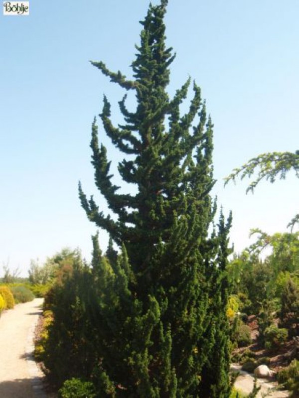 Chamaecyparis Lawsoniana ‘Wissel’S Saguaro’