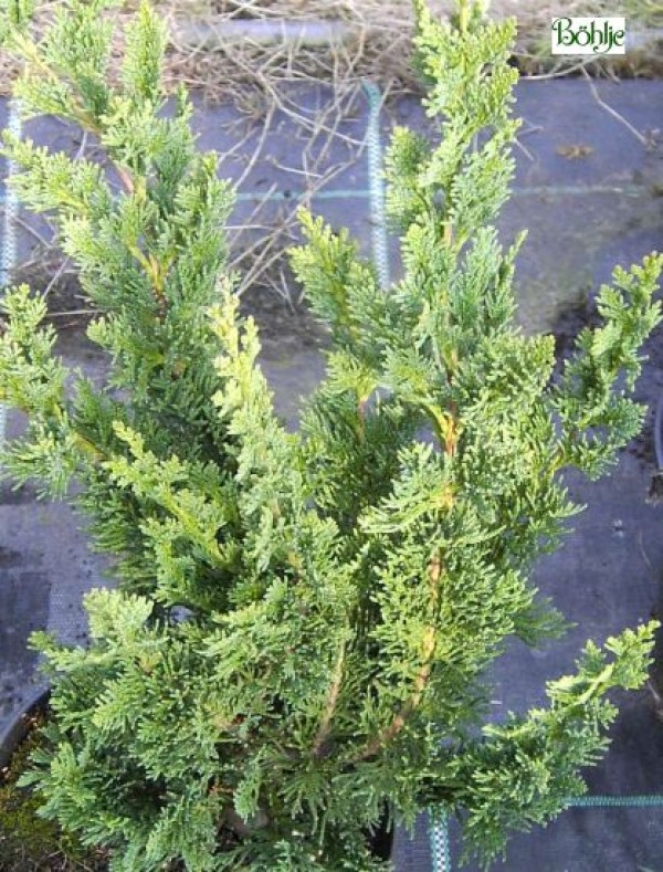 Chamaecyparis lawsoniana 'Wisselii' -Scheinzypresse-