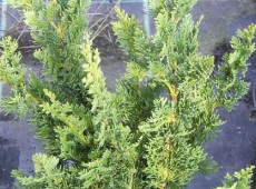 Chamaecyparis lawsoniana 'Wisselii' -Scheinzypresse-