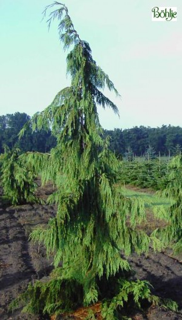 Chamaecyparis nootkatensis 'Pendula' -Mähnennutkascheinzypresse-