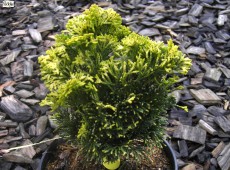 Chamaecyparis obtusa 'Aurora' -Scheinzypresse-