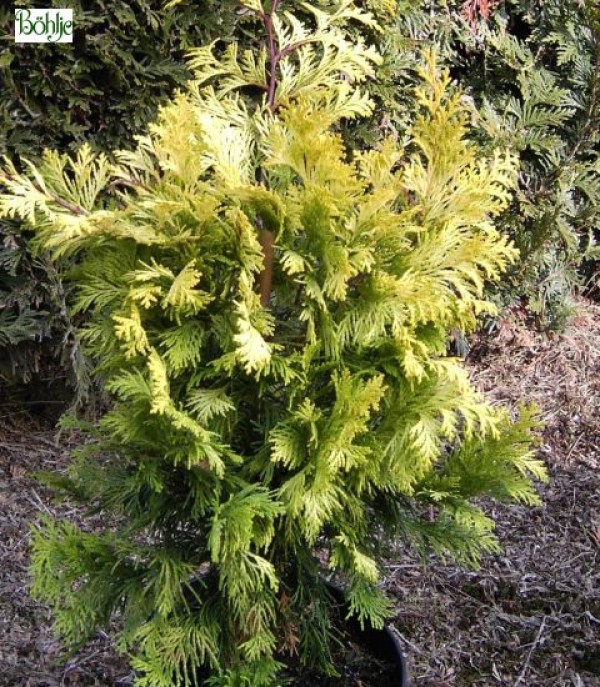 Chamaecyparis obtusa 'Crippsii' -Scheinzypresse-