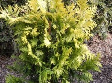 Chamaecyparis obtusa 'Crippsii' -Scheinzypresse-