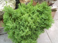 Chamaecyparis obtusa 'Erika' -Hinoki-Scheinzypresse-