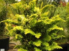 Chamaecyparis obtusa 'Fernspray Gold' -Muschelzypresse-