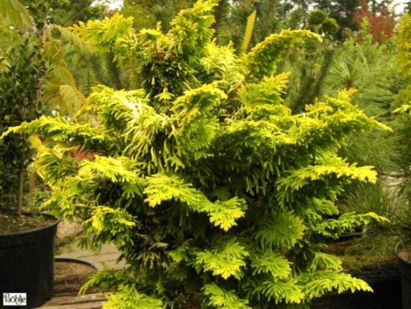 Chamaecyparis obtusa 'Fernspray Gold' -Muschelzypresse-