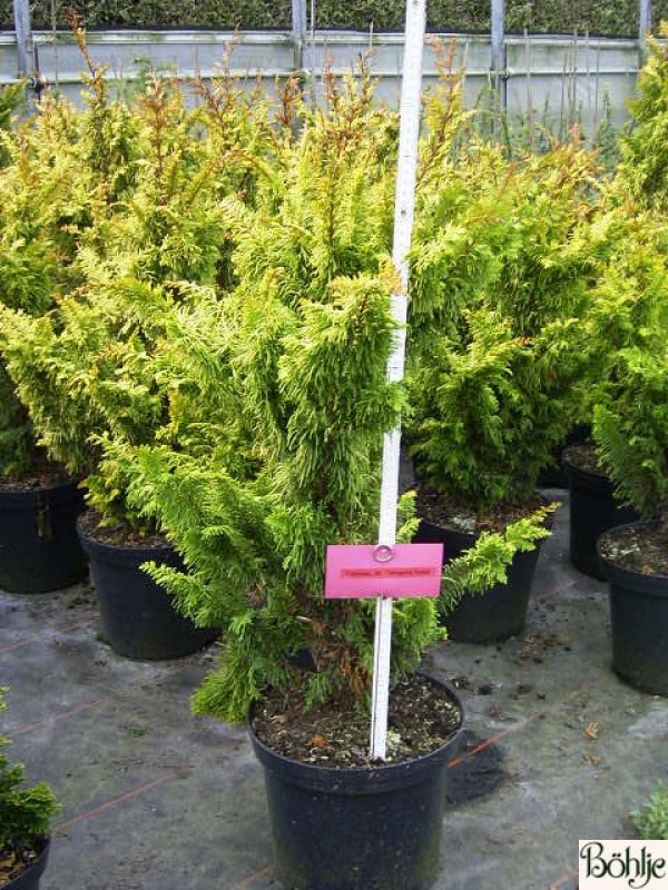 Chamaecyparis obtusa 'Tetragona Aurea'