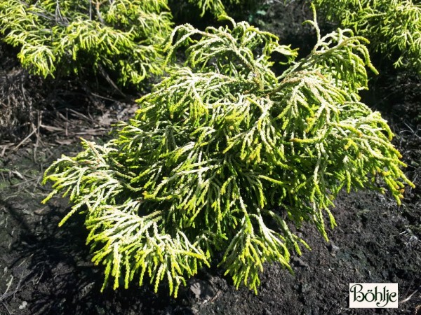 Chamaecyparis obtusa 'Tsatsumi Gold'