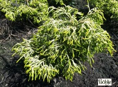 Chamaecyparis obtusa 'Tsatsumi Gold'