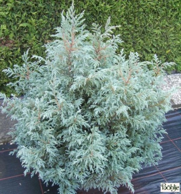 Chamaecyparis pisifera 'Baby Blue'