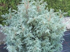 Chamaecyparis pisifera 'Baby Blue'