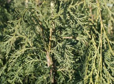 Chamaecyparis lawsoniana 'Intertexta' -Scheinzypresse-